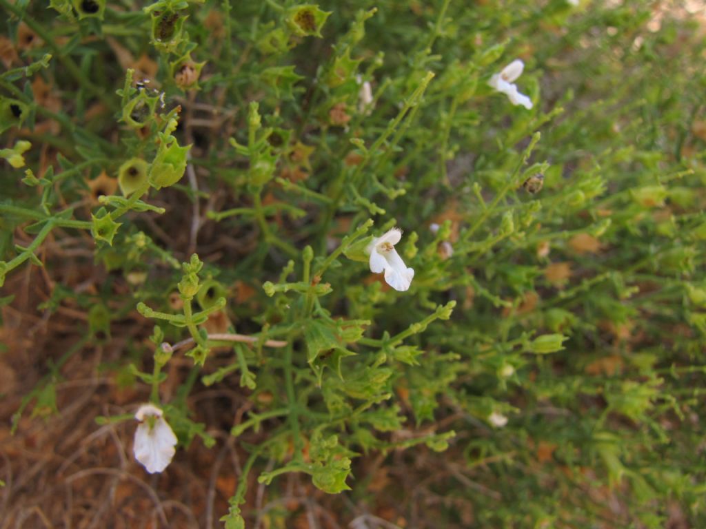 pianta sarda - Stachys glutinosa